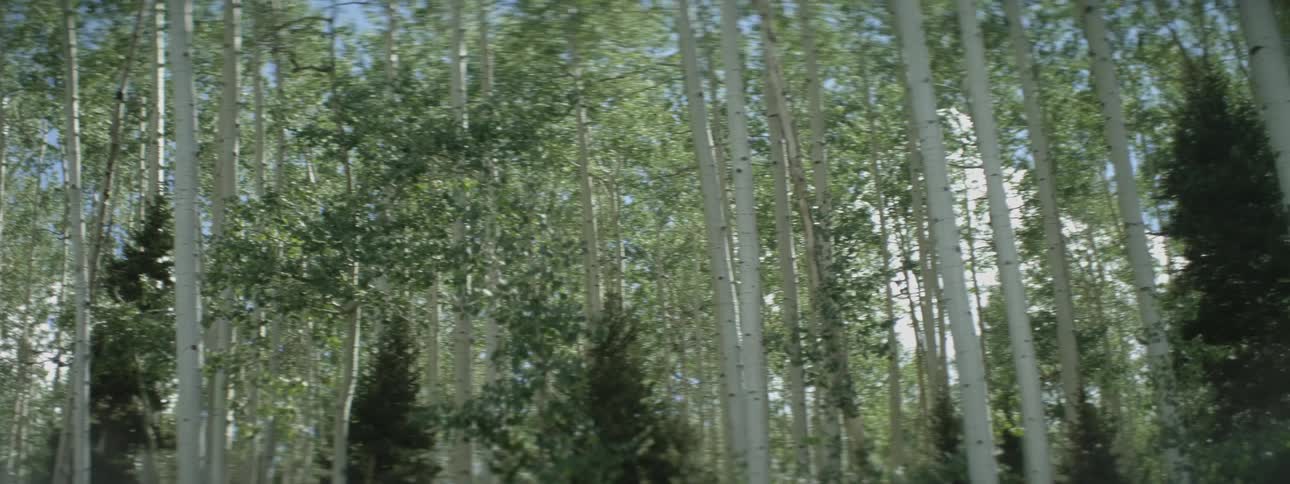 Trees are shown in a forest