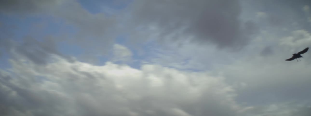A bird swoops and flies in the sky near a woman