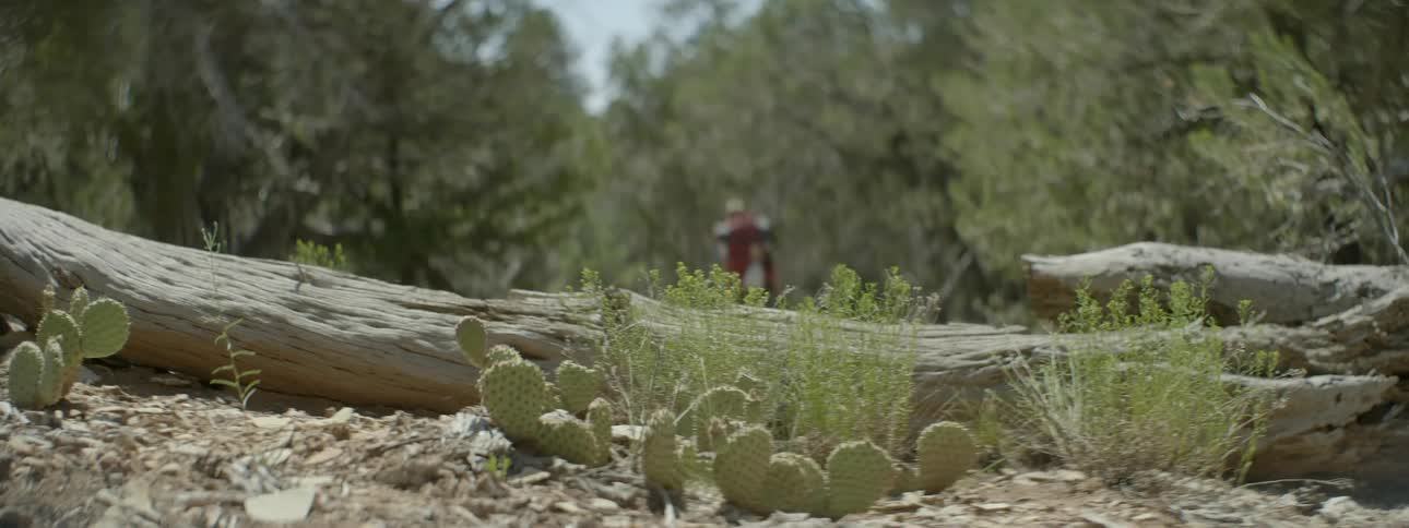 A person hikes through a forest with cacti nearby
