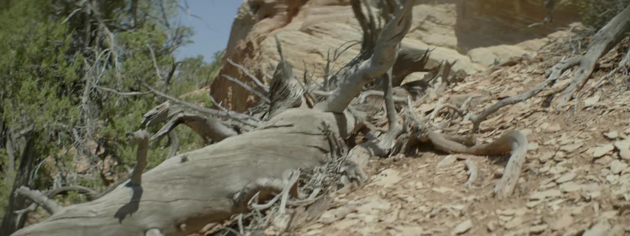 A mountain has dead trees below