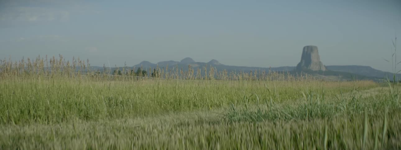 Grass grows in an open field