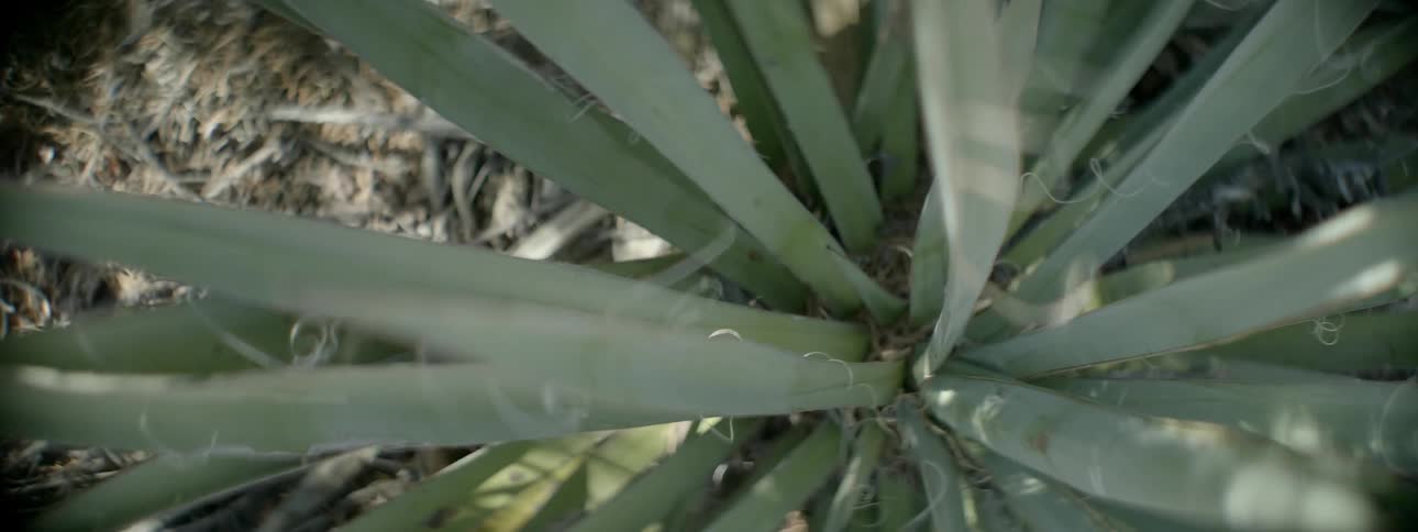A spiky plant with strings on it