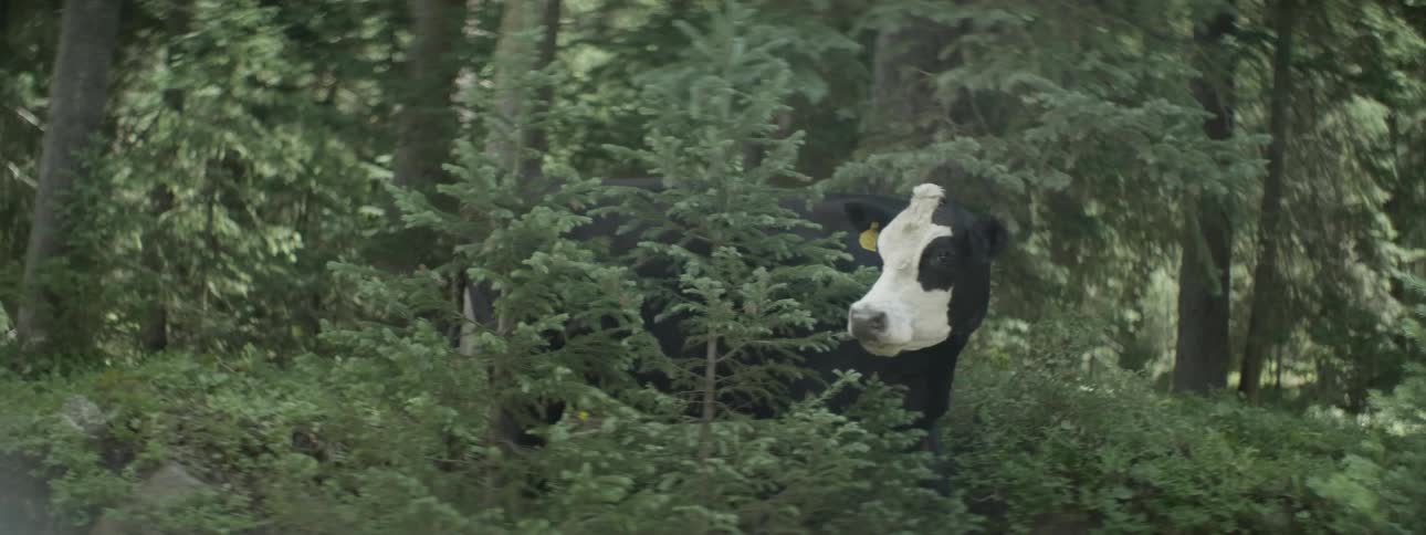 A cow is chewing grass in the woods
