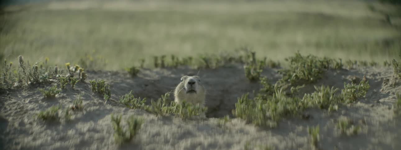 Gopher peeking out of a hole making noises