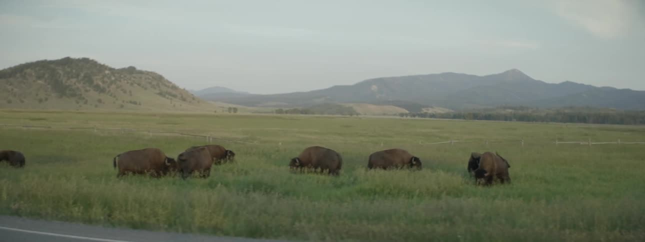 Buffalo are grazing on the tall grass