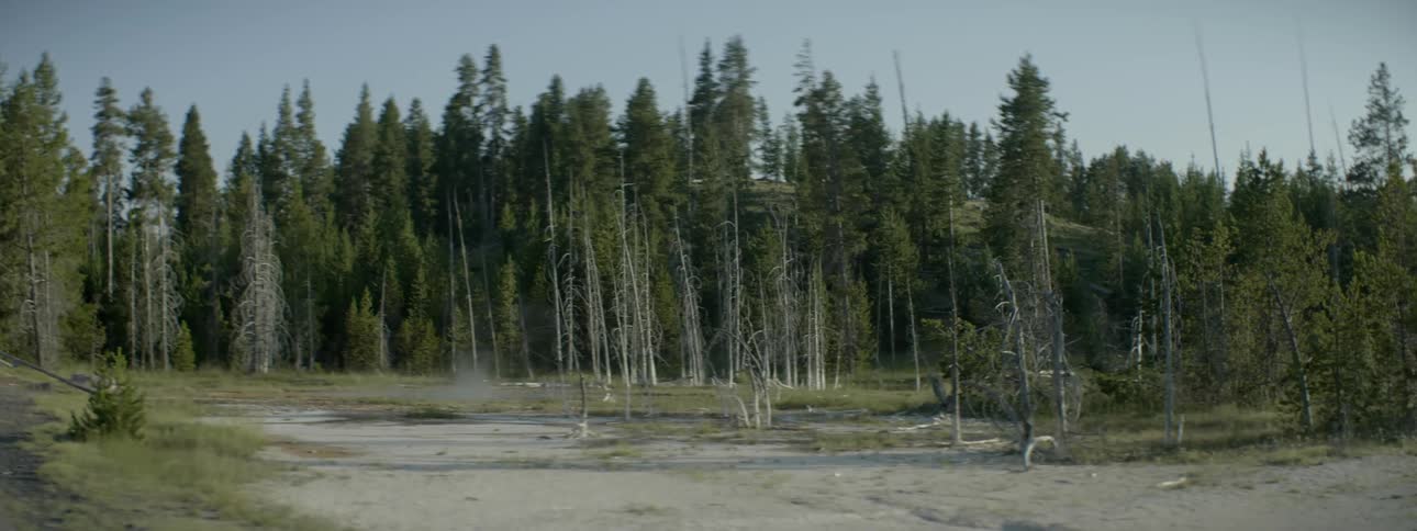 A steaming geyser next to tall trees