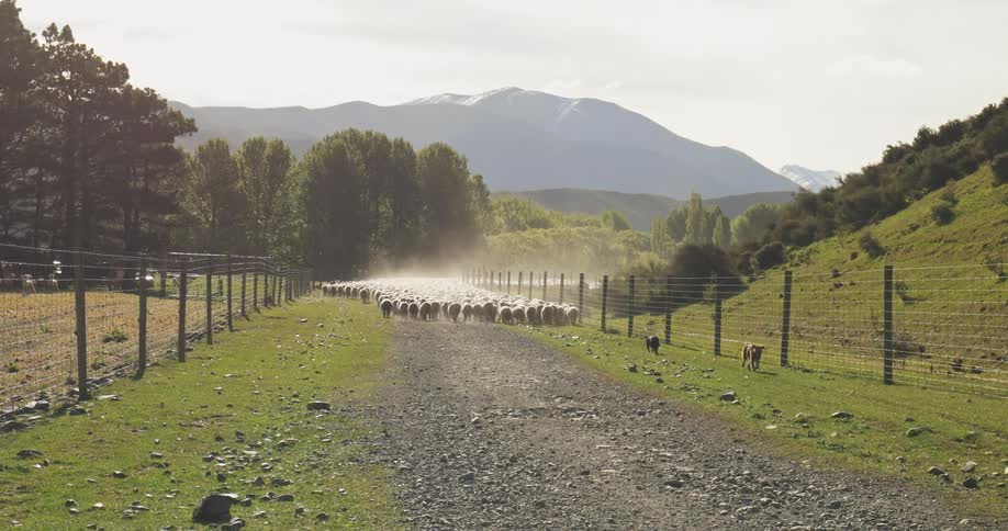 Dogs chase a herd of sheep across a farm at midday