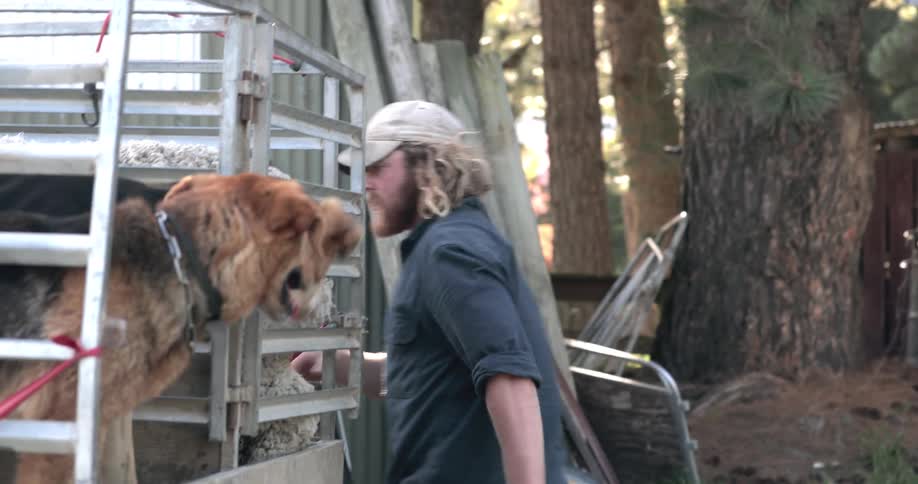 A man wearing a hat is closing a gate while his dogs watch
