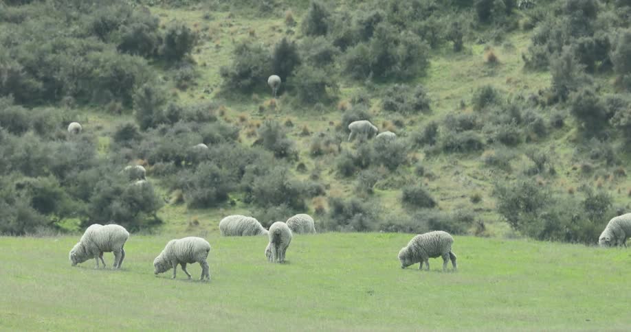 A flock of white sheep peacefully grazes on a vibrant green pasture while more sheep dot the bushy hillside rising up behind them