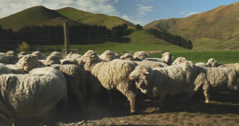 The herd of sheep travel on the farm