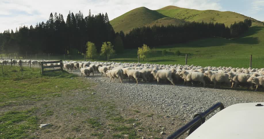 Flock moves along gravel road surrounded by green hills under partly cloudy sky