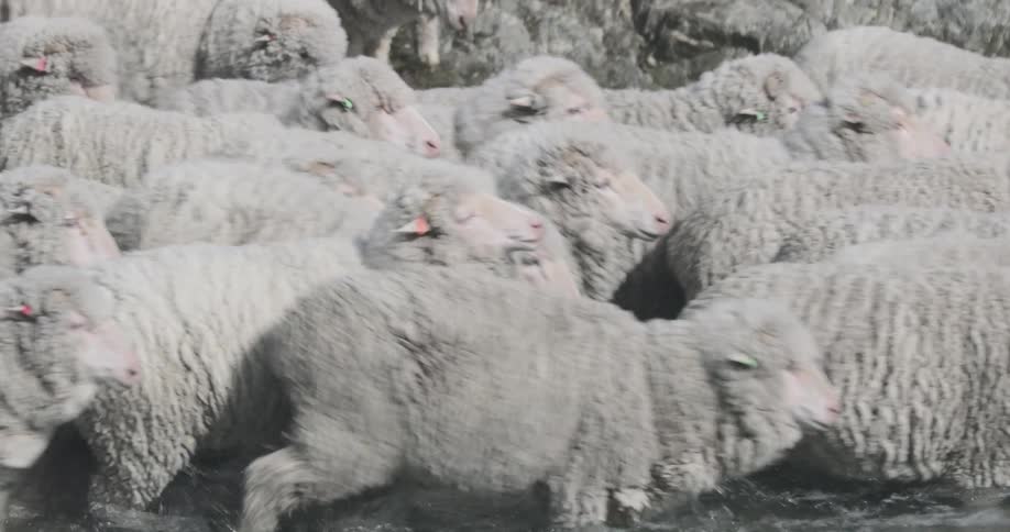 A herd of sheep walk in shallow water