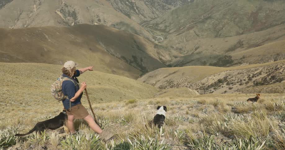 Man with a backpack and walking stick observes the valley accompanied by three dogs