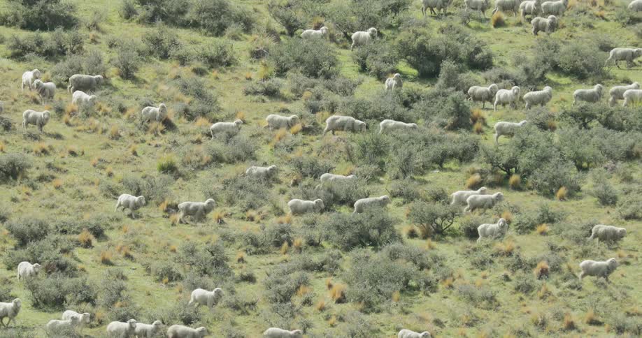 Sheep run in the same direction through bushes and grass