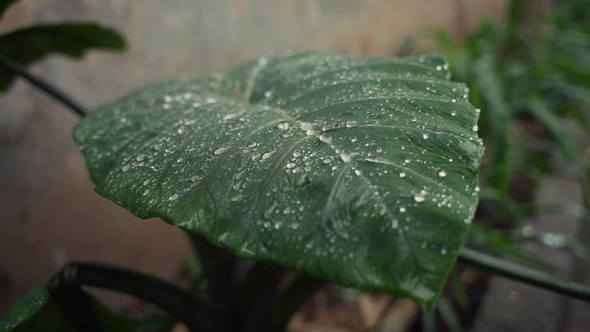 Close up of a large plant leaf covered with small rainwater droplets outdoors during daytime