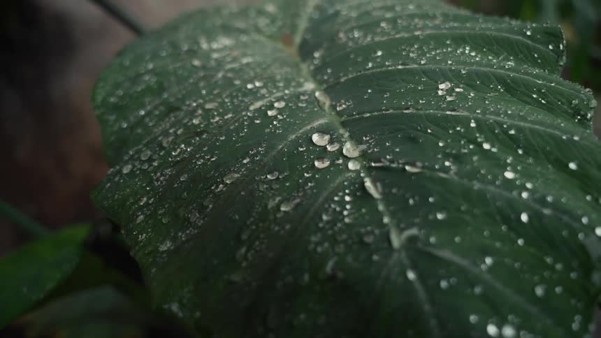 The leaf is covered with dew
