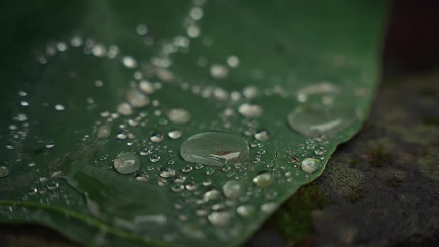 Raindrops rest gently on a green leaf