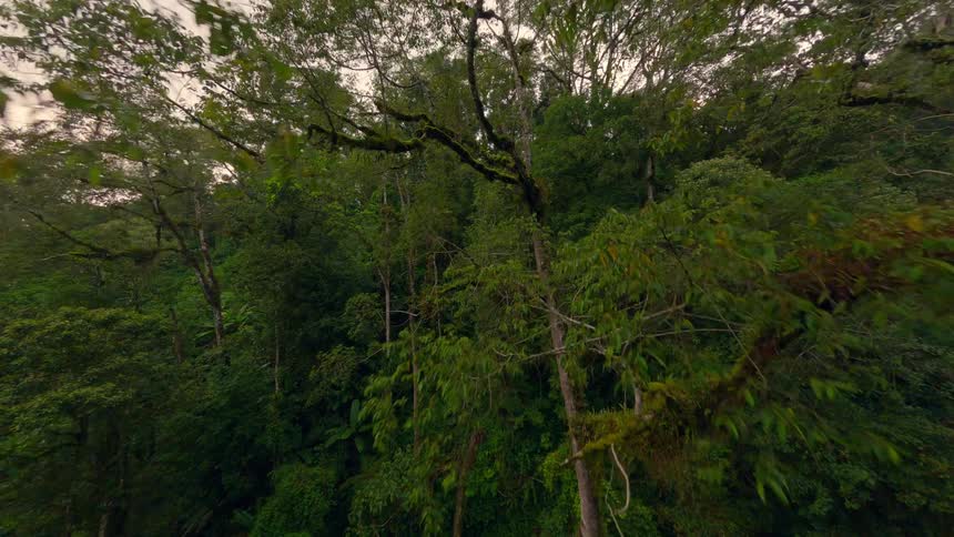 Flying through a lush jungle