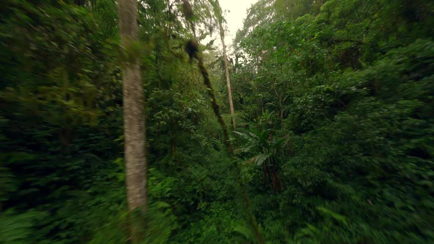 Dense vegetation covers ground and tall tree canopies in sunlit tropical rainforest