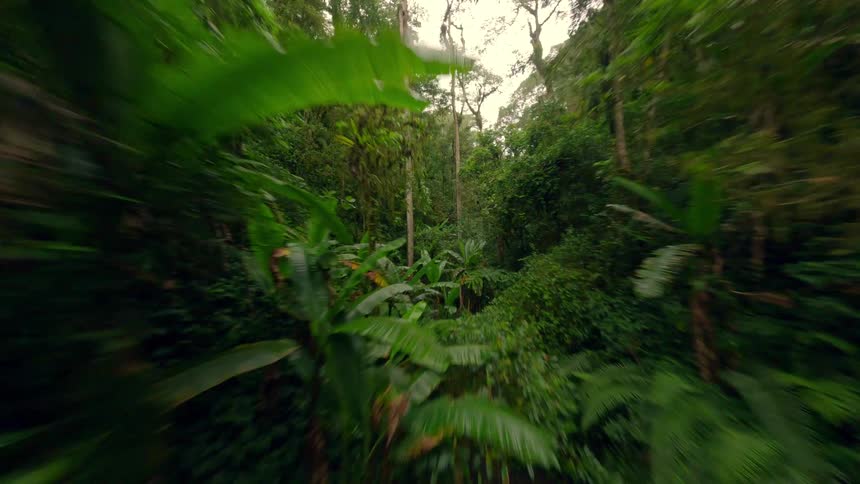 Flying through a lush jungle