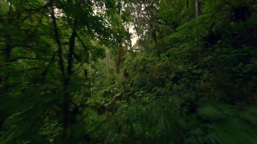 Dense humid vegetation fills the tropical forest with tall trees mosses and hanging vines