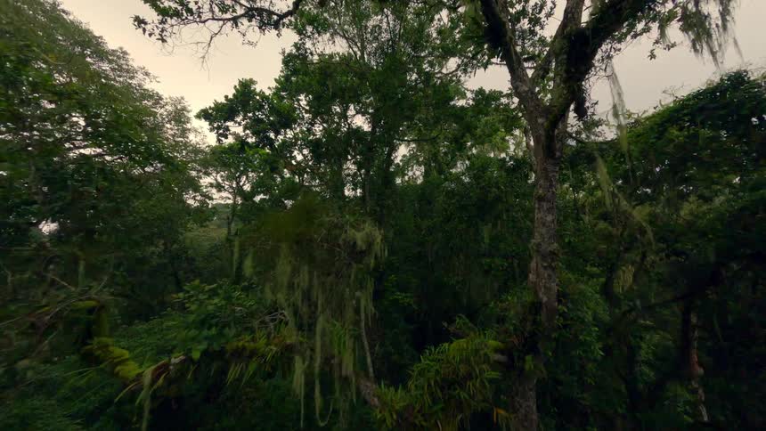 A forest is thick with trees and bushes