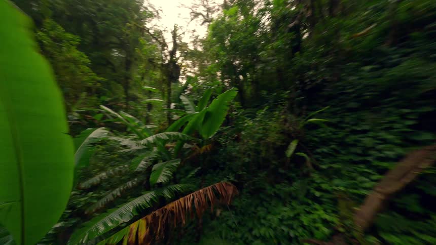 Flying through a lush jungle