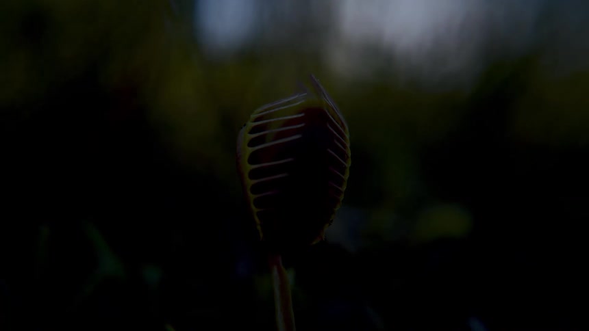 A venus flytrap is open waiting for an insect to land