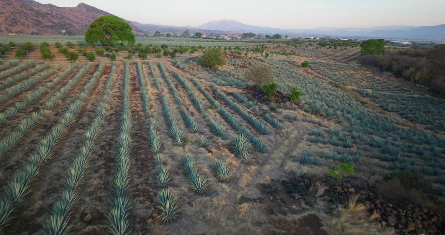 The video is an elevated wide shot of an extensive agave field with the rows of bluegreen plants stretching across a rolling arid landscape in the background there is a large round tree and a mountain range under a soft clear sky