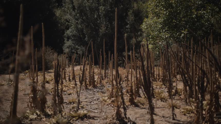A dead crop in the dirt