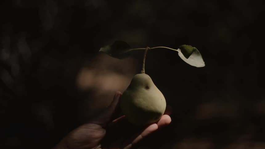 A person holds up a freshly picked pear