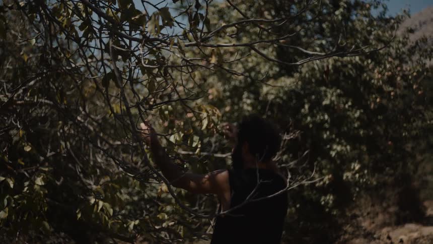 A man picks fruit from a tree