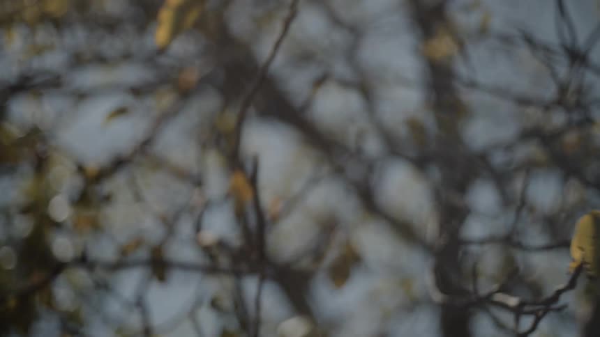 Man shaking the branches of a tree
