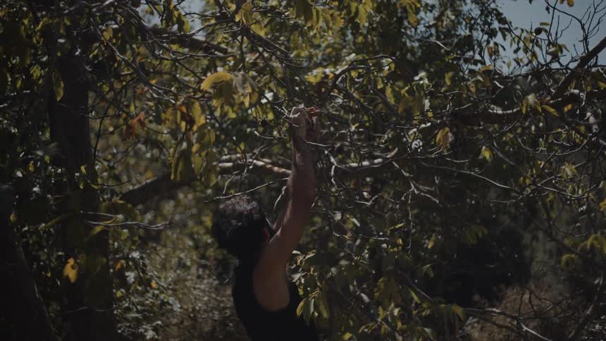 Man reaches for ripe fruits on a branch under sunlight
