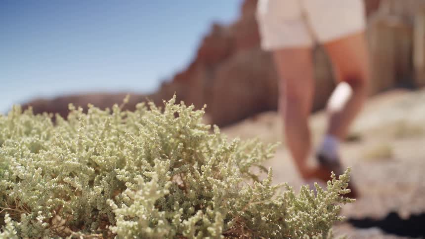 A closeup shot of a low lightcolored desert shrub on a dirt ground is momentarily interrupted by the legs of a person wearing white shorts walking past with large softfocus red rock formations in the background