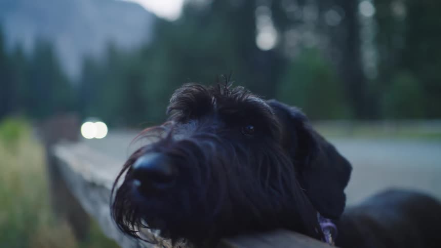 A black dog resting its head on a wooden fence near a road