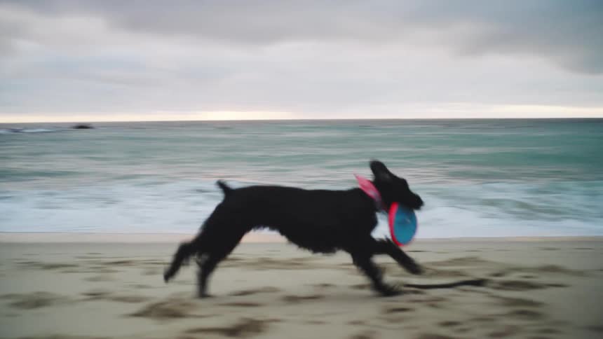 A black dog plays with a blue frisbee on a sandy beach at dusk