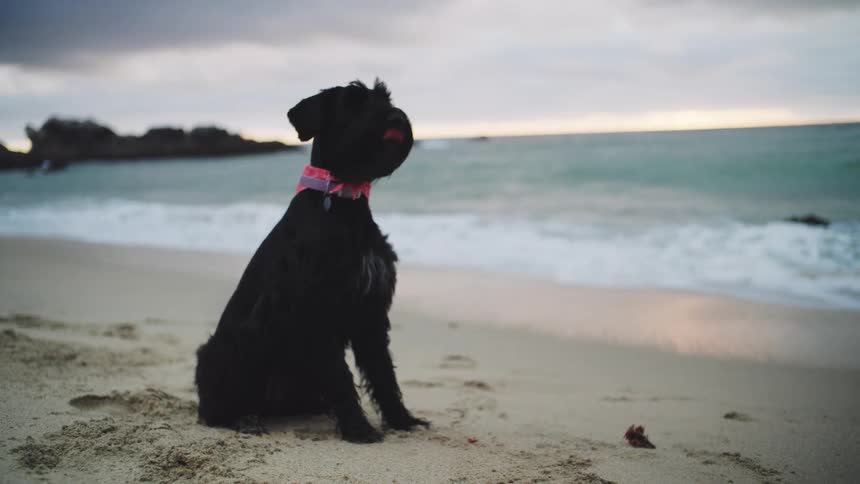 A black dog sits on a sandy beach near the ocean at sunset
