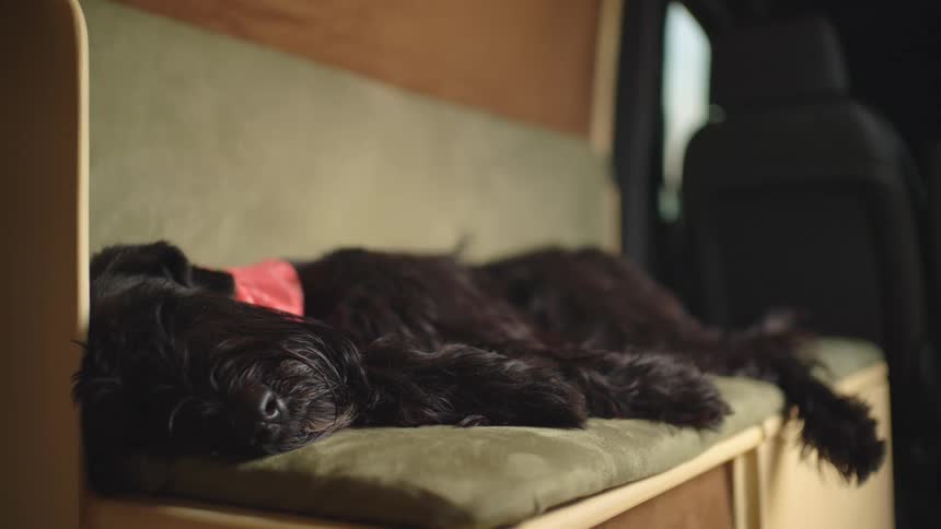 A black furry dog is sleeping on a bench