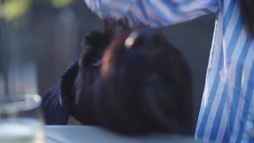 The dog is watching the woman closely