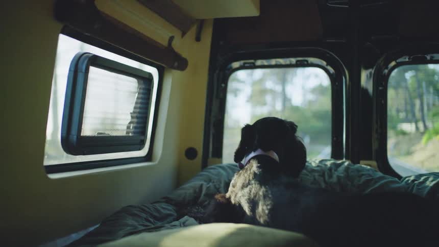 A dog is in a bed in a caravan looking out the window as the van moves down the highway through a forest