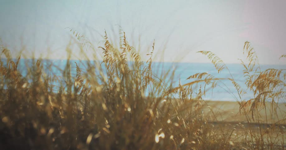 Sunlight shines on plants and vegetation on the beach