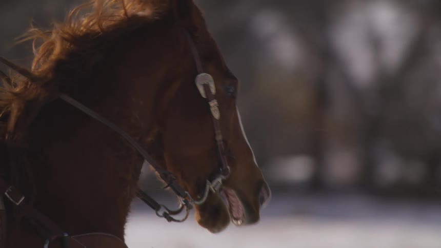 Closeup of a rider holding the reins of a brown horse in motion