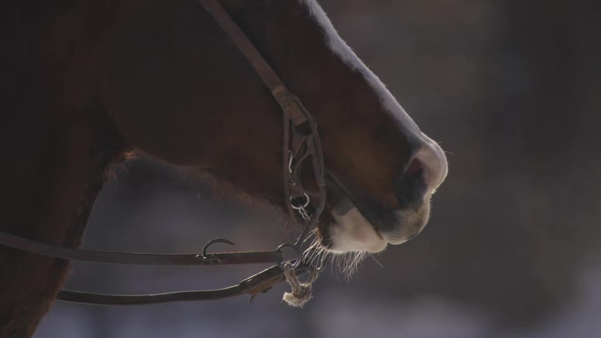 Steam comes from the horses nose as it breaths