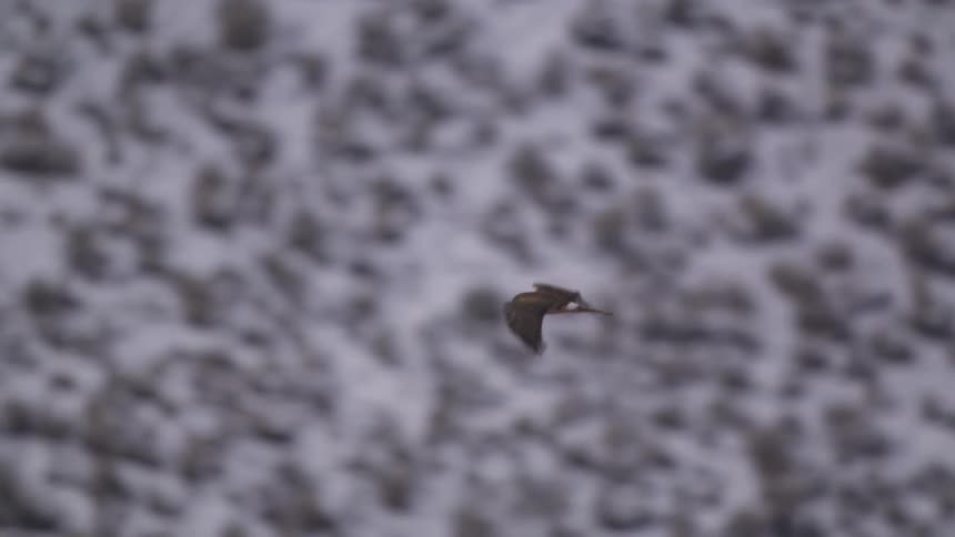 Bird of prey glides over a snowcovered mountain landscape