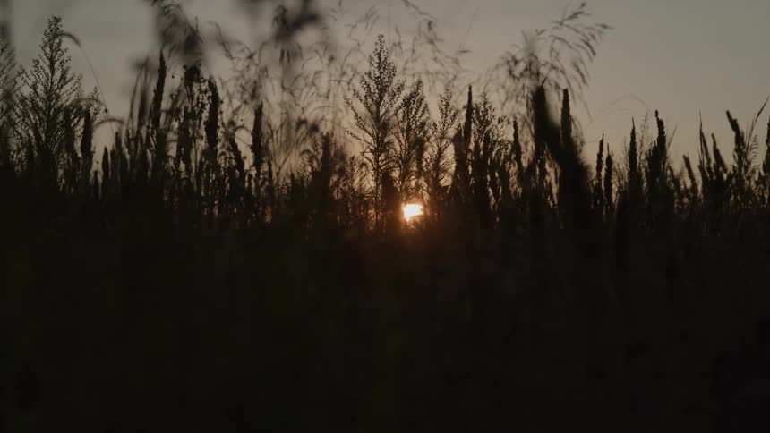 Sun sitting on the red horizon shines through the plants in a field