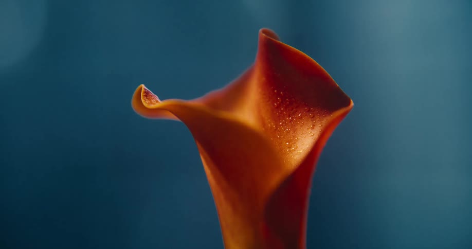 An orange flower has a blue background and lights flashing behind it
