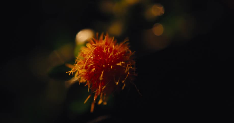 A closeup of an orange flower glowing under warm sunlight