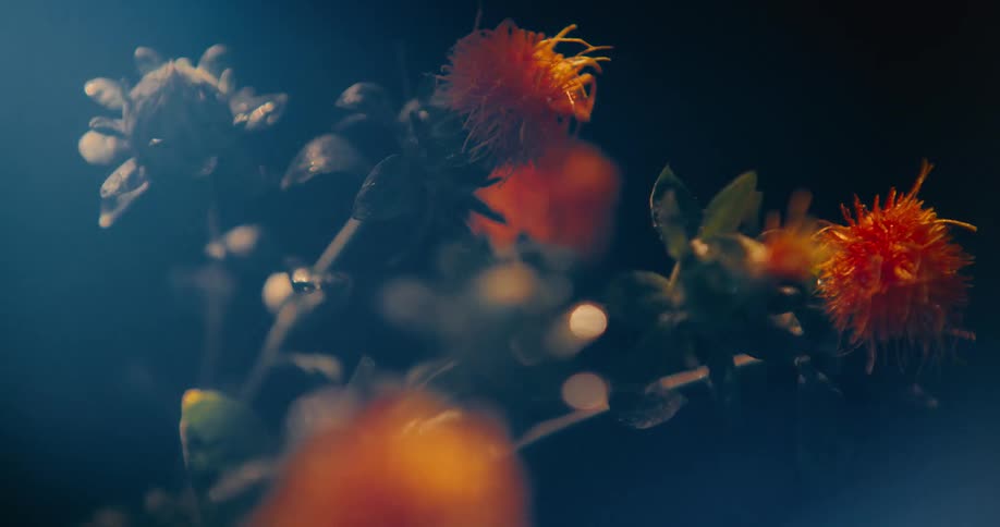 A closeup of orange wildflowers gently illuminated under soft sunlight