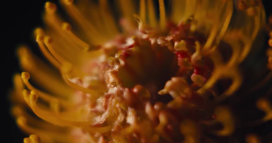 Macro detail reveals texture and filaments of a yellow flower